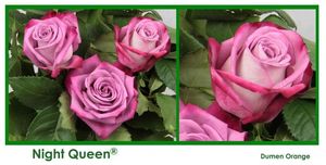 ROSE NIGHT QUEEN 60